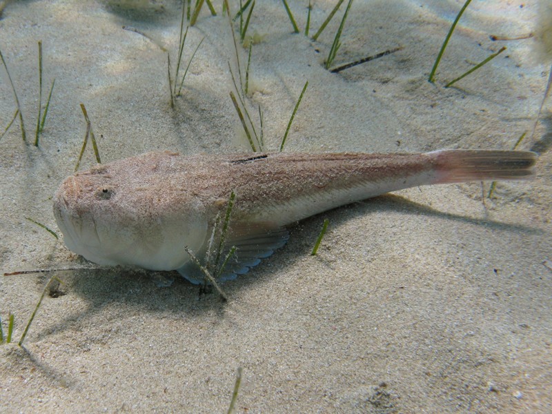 Uranoscopus scaber (Pesce prete)